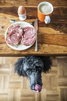 Appetizing: Poodle under the table begging for food, breakfast
