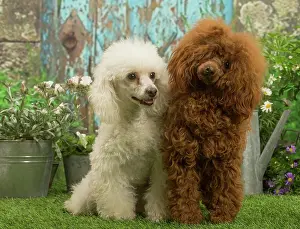 Standard: Two Poodles outdoors in the garden