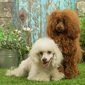 Standard: Two Poodles outdoors in the garden