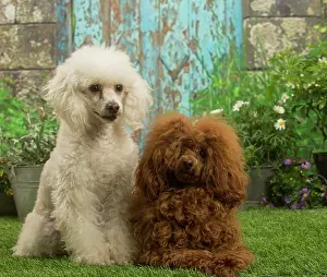 Standard: Two Poodles outdoors in the garden