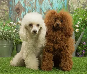 Standard: Two Poodles outdoors in the garden