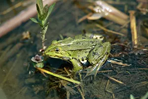 Lessonae: POOL FROG