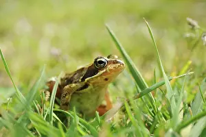 Pelophylax: Pool Frog