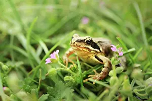 Frontview: Pool Frog