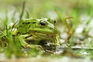 Pelophylax: Pool Frog