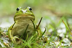 Raining: Pool Frog