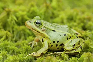 Lurch: Pool Frog