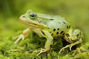 Lurch: Pool Frog
