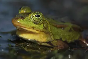 Peat: Pool Frog