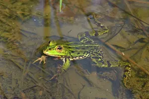 Pelophylax: Pool Frog Edible Frog