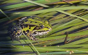 Pool: The Pool frog (Pelophylax lessonae)