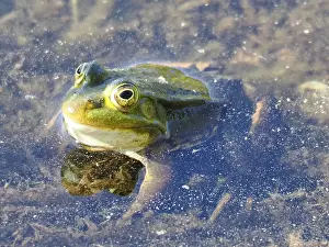 True Frog: Pool frog (Pelophylax lessonae) in a forest lake