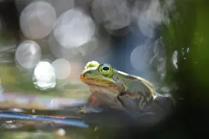 Reflex: Pool frog (Pelophylax lessonae), sitting at the