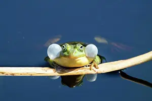 Spawning: Pool frog (Rana lessonae), with sound bubbles in