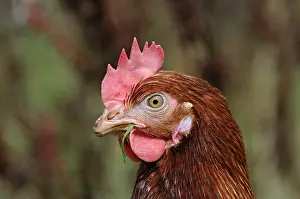 Unsharp: Pool in raising laying hens