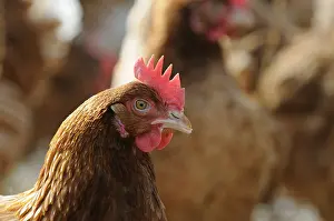 Unsharp: Pool in raising laying hens