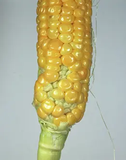 Poor: Poor Corn Pollination