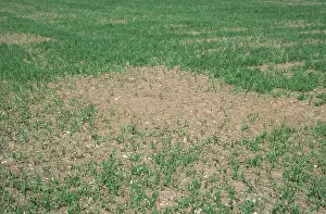 Poor: Poorly germinated Barley crop