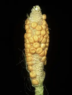 Poor: Poorly pollinated Corn