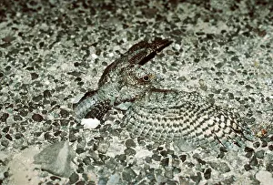 Warning: POORWILL - threatening posture