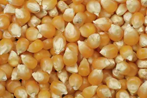 Organic: Popcorn