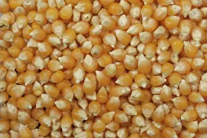 Organic: Popcorn