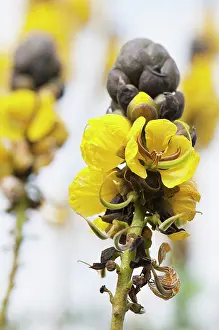 Butter: Popcorn bush