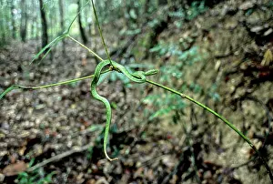 Popeiorum: Pope's Pit-Viper