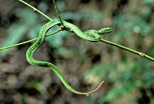 Popeiorum: Pope's Pit-Viper