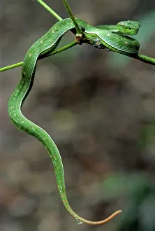 Popeiorum: Pope's Pit-Viper