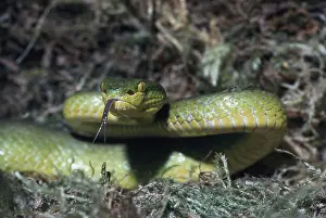 Sensing: Pope's Pit Viper