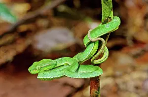 Vipers: Pope's Pit Viper