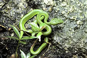 Vipers: Pope's Pit-Viper