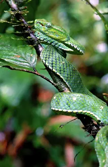 Vipers: Pope's Pit Viper