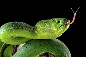 Popeiorum: Pope's Pitviper (Trimeresurus popeiorum) female