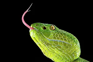 Popeiorum: Pope's Pitviper (Trimeresurus popeiorum) female