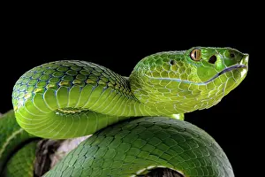 Trimeresurus: Pope's Pitviper (Trimeresurus popeiorum) female