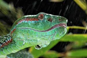 Popeiorum: Pope's Pitviper (Trimeresurus popeiorum) male, captive