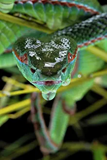 Popeiorum: Pope's Pitviper (Trimeresurus popeiorum) male, captive