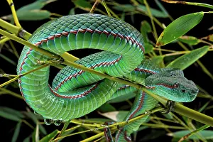 Trimeresurus: Pope's Pitviper (Trimeresurus popeiorum) male, captive