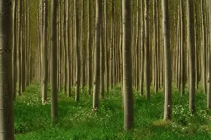 Populus: Poplar