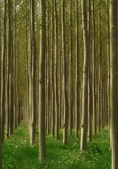 Populus: Poplar