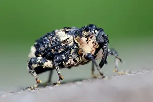 Curculionidae: Poplar-and-Willow Borer (Cryptorhynchus lapathi) weevil walking across a fence