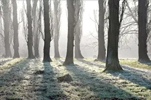 Avenues: Poplar Avenue - with frost in December sunhine