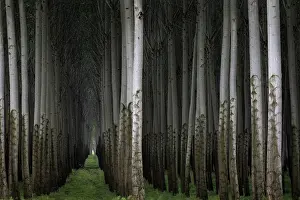 Populus: Poplar Farm, OR