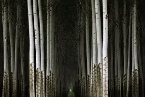 Populus: Poplar Farm, OR