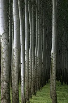 Populus: Poplar Forest, OR
