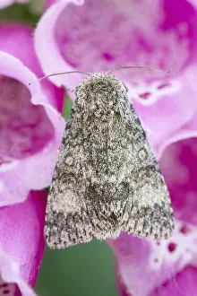 Foxglove: Poplar Grey Moth on Foxglove - Norfolk UK