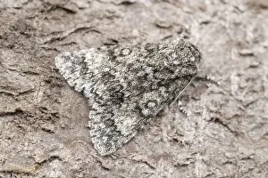 Acronicta: Poplar Grey Moth, Norfolk UK