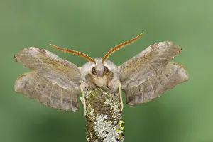 Laothoe: Poplar Hawk Moth